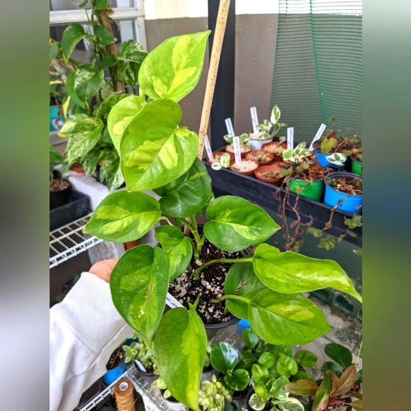 Global Green Pothos 4 Inch Live Rooted Plant - Picture 4 of 5
